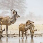 Interesting Facts About Kruger National Park